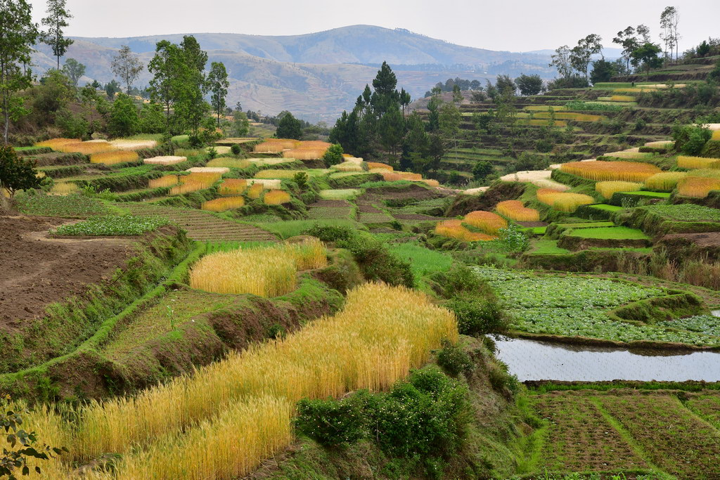 Rice Paddies, Betafo Rgn